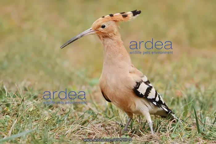 : Hoopoe (Upupa epops), Algarve, Portugal : Hoopoe (Upupa epops), Algarve, Portugal
