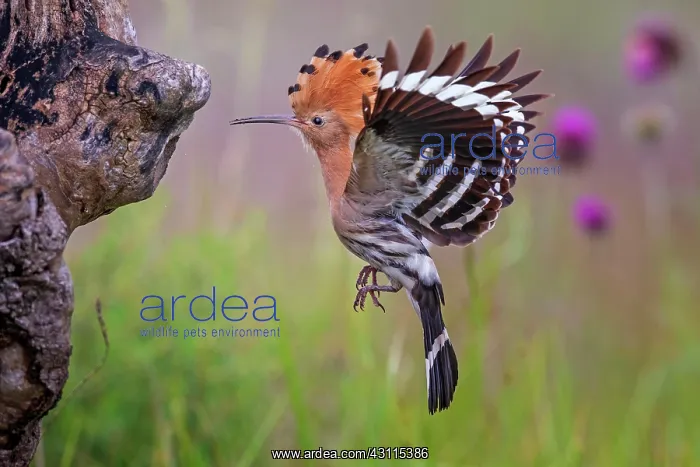 : Hoopoe (Upupa epops) Approaching the breeding cave : Hoopoe (Upupa epops) Approaching the breeding cave