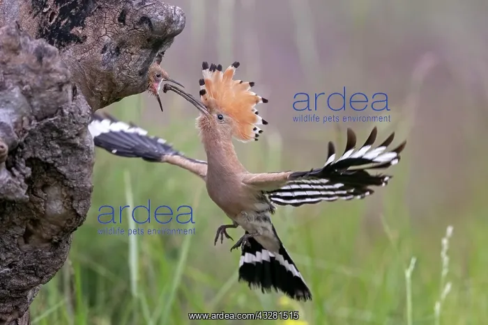 : Hoopoe (Upupa epops), approaching to feed the young : Hoopoe (Upupa epops), approaching to feed the young