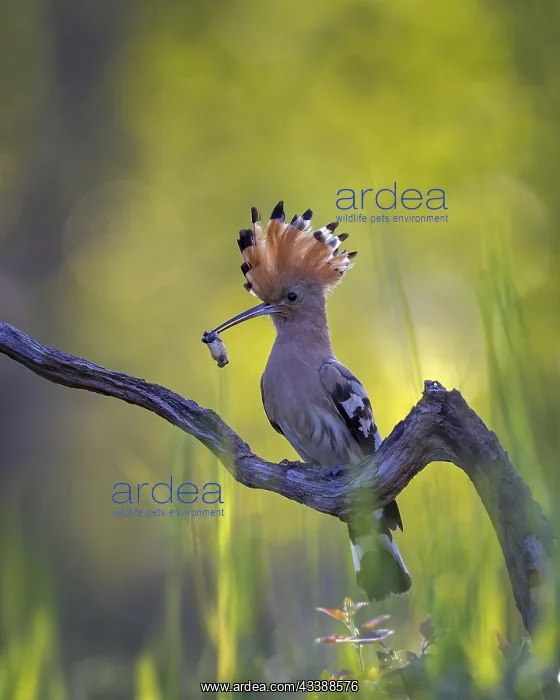: Hoopoe (Upupa epops) Bird of the Year 2022, with : Hoopoe (Upupa epops) Bird of the Year 2022, with