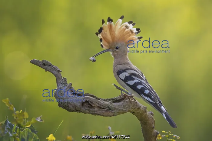 : Hoopoe (Upupa epops) Bird of the Year 2022 : Hoopoe (Upupa epops) Bird of the Year 2022