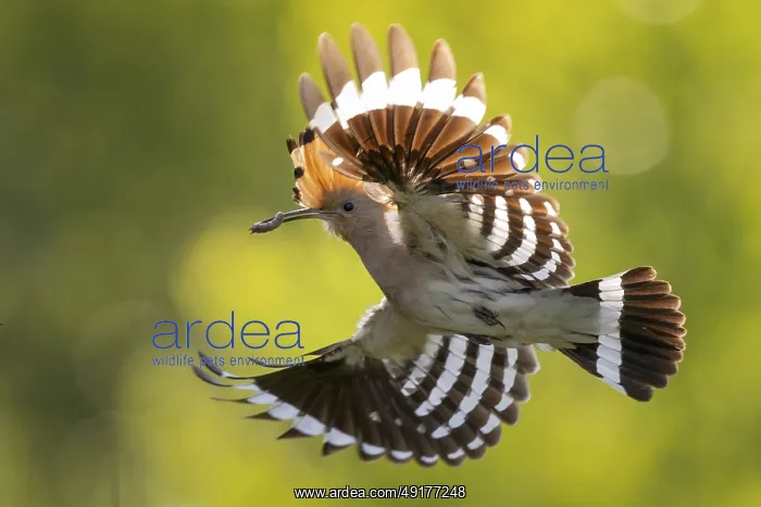 : Hoopoe (Upupa epops) Bird of the Year 2022 : Hoopoe (Upupa epops) Bird of the Year 2022