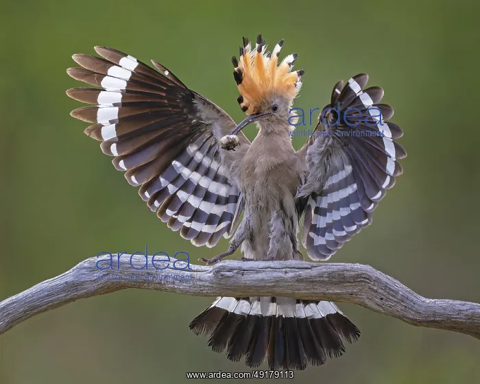: Hoopoe (Upupa epops) Bird of the Year 2022 : Hoopoe (Upupa epops) Bird of the Year 2022