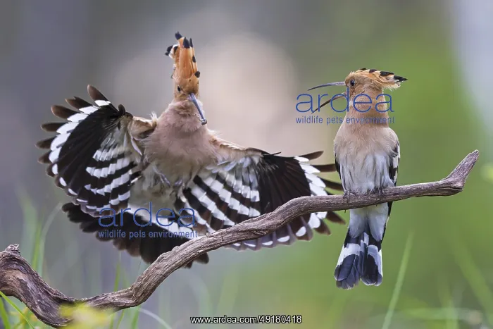 : Hoopoe (Upupa epops) Bird of the Year 2022 : Hoopoe (Upupa epops) Bird of the Year 2022