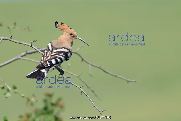 : Hoopoe (Upupa epops) on a branch, Danube Delta : Hoopoe (Upupa epops) on a branch, Danube Delta
