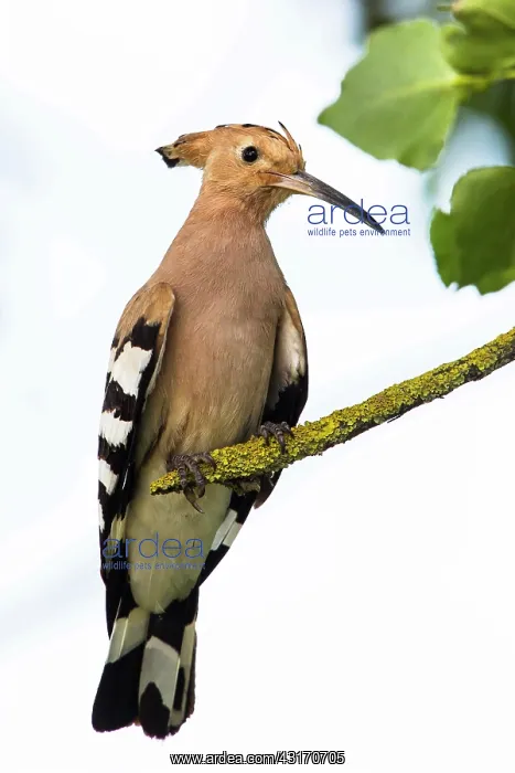  : Hoopoe (Upupa epops) on a branch, Grau du Roi, Camargue