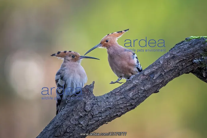 : Hoopoe (Upupa epops) couple in advertising, Middle : Hoopoe (Upupa epops) couple in advertising, Middle