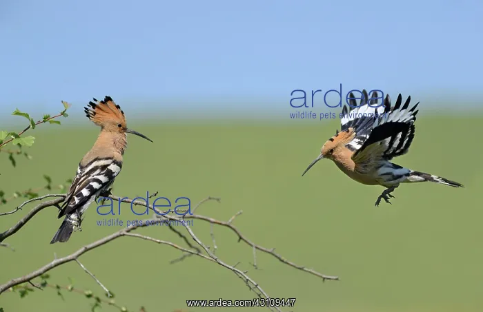 : Hoopoe (Upupa epops) couple, Danube Delta, Romania : Hoopoe (Upupa epops) couple, Danube Delta, Romania