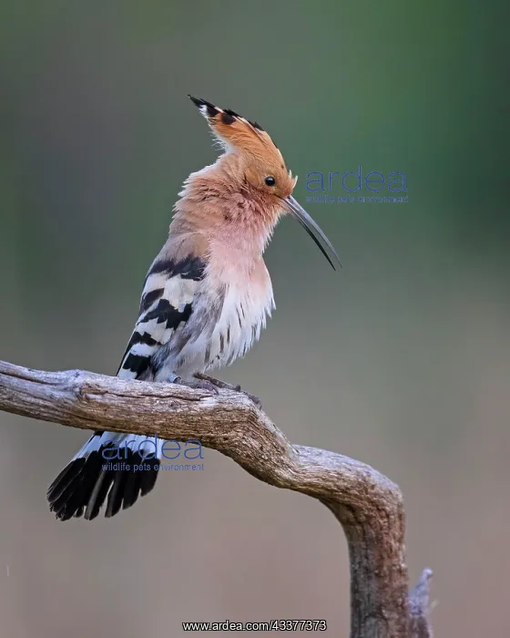 : Hoopoe (Upupa epops) courting male, calling on branch : Hoopoe (Upupa epops) courting male, calling on branch