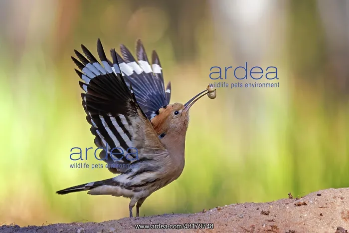 : Hoopoe (Upupa epops) with Engerling as food, during : Hoopoe (Upupa epops) with Engerling as food, during