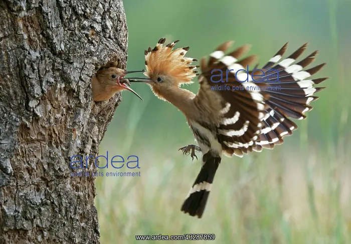 : Hoopoe (Upupa epops), feeding young bird, Middle : Hoopoe (Upupa epops), feeding young bird, Middle