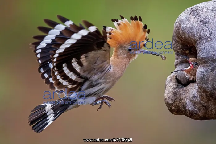 : Hoopoe (Upupa epops) Feeding young birds, at the : Hoopoe (Upupa epops) Feeding young birds, at the