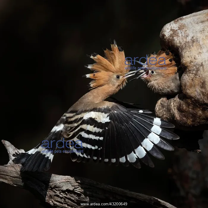 : Hoopoe (Upupa epops), feeding of young birds, Middle : Hoopoe (Upupa epops), feeding of young birds, Middle