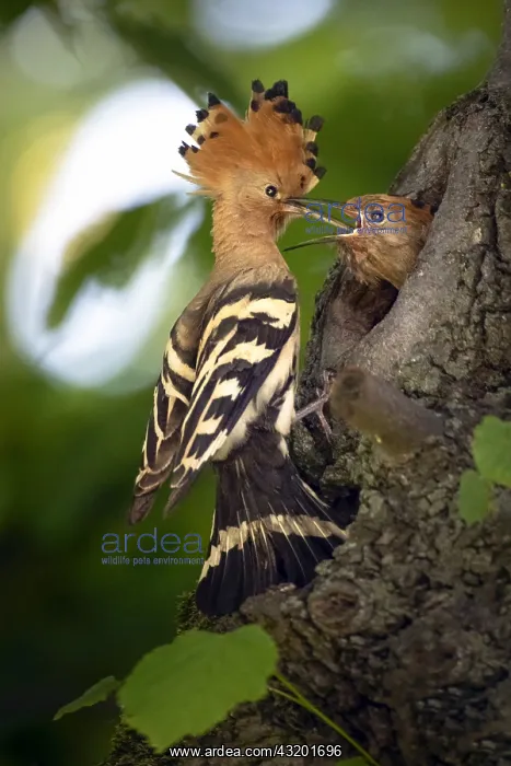 : Hoopoe (Upupa epops) feeding his young at nest : Hoopoe (Upupa epops) feeding his young at nest
