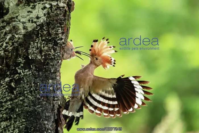  : Hoopoe (Upupa epops) feeds young bird at nesting