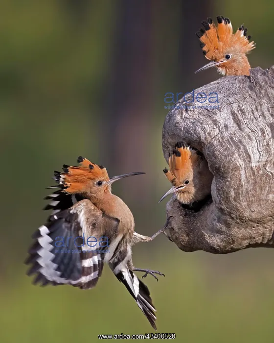 : Hoopoe (Upupa epops) female at the breeding hole : Hoopoe (Upupa epops) female at the breeding hole