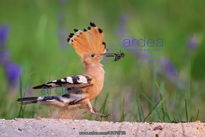 : Hoopoe (Upupa epops) with field cricket as food : Hoopoe (Upupa epops) with field cricket as food