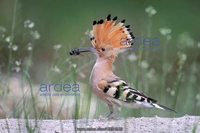 : Hoopoe (Upupa epops), field cricket as prey in the : Hoopoe (Upupa epops), field cricket as prey in the