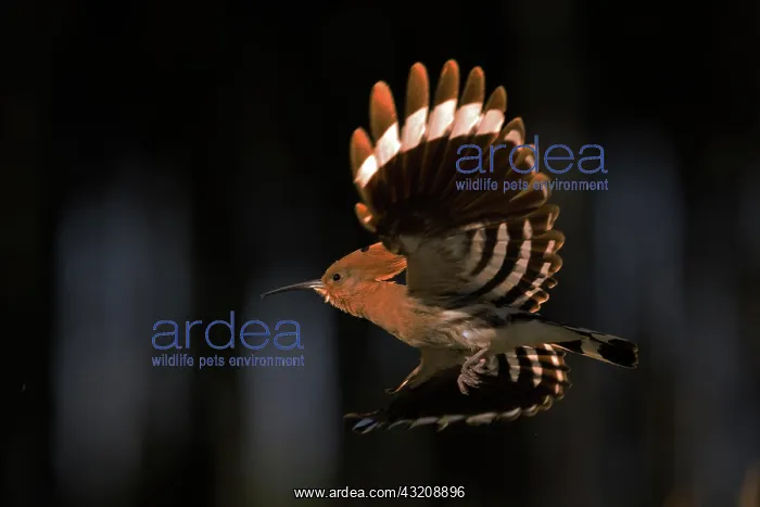 : Hoopoe (Upupa epops) in flight, Middle Elbe Biosphere : Hoopoe (Upupa epops) in flight, Middle Elbe Biosphere