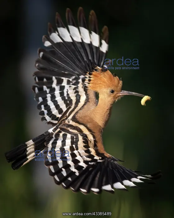 : Hoopoe (Upupa epops) flying with a raven in its : Hoopoe (Upupa epops) flying with a raven in its