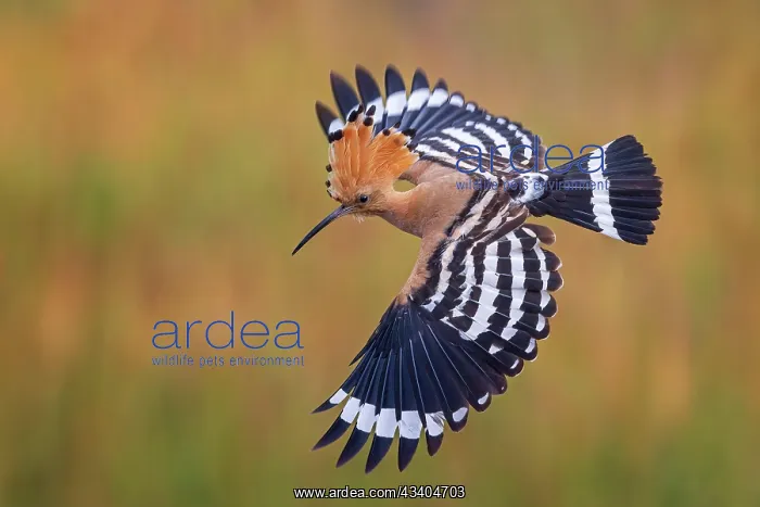 : Hoopoe (Upupa epops) flying, wings spread, adult : Hoopoe (Upupa epops) flying, wings spread, adult