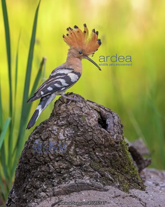 : Hoopoe (Upupa epops) with food for the young bir : Hoopoe (Upupa epops) with food for the young bir