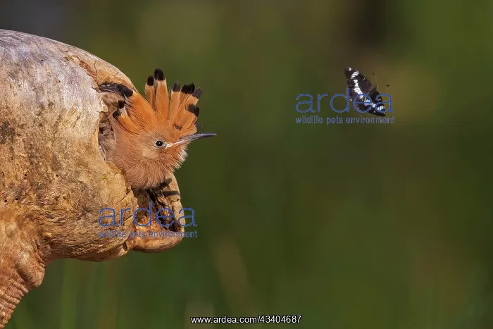 : Hoopoe (Upupa epops) Juvenile looks out from breeding : Hoopoe (Upupa epops) Juvenile looks out from breeding