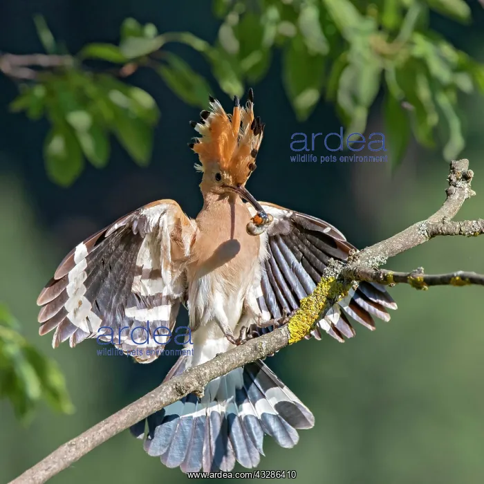 : Hoopoe (Upupa epops) landing on a branch with food : Hoopoe (Upupa epops) landing on a branch with food