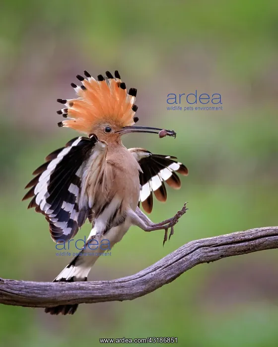 : Hoopoe (Upupa epops) landing with spider as prey : Hoopoe (Upupa epops) landing with spider as prey