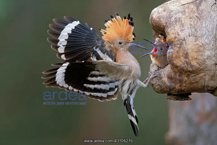 : Hoopoe (Upupa epops) Old bird in front of the breeding : Hoopoe (Upupa epops) Old bird in front of the breeding