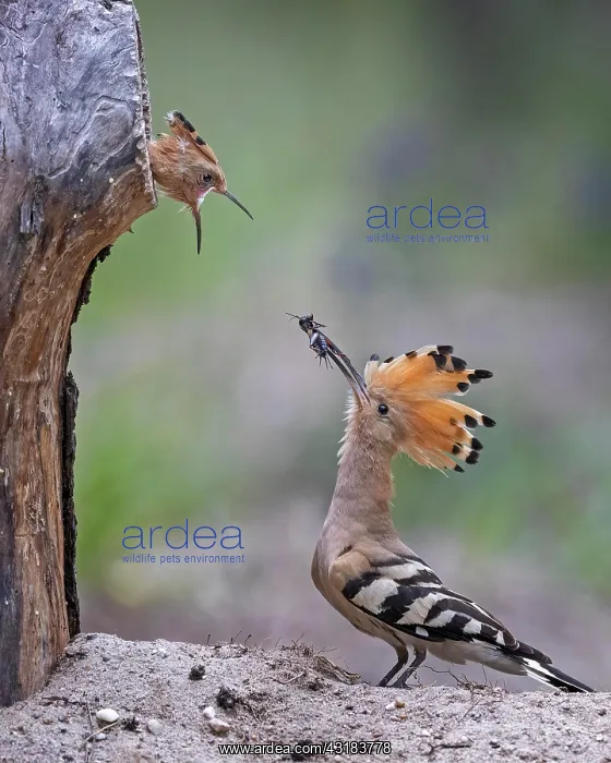 : Hoopoe (Upupa epops) Old bird feeding almost fledged : Hoopoe (Upupa epops) Old bird feeding almost fledged