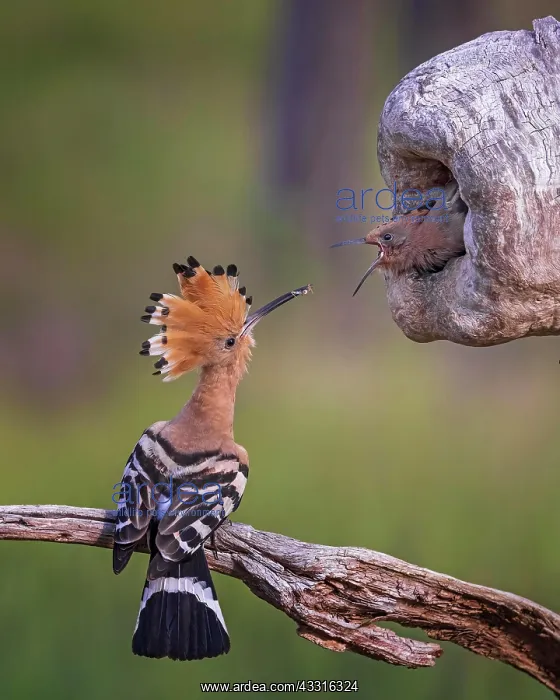 : Hoopoe (Upupa epops) Old bird feeding grasshopper : Hoopoe (Upupa epops) Old bird feeding grasshopper