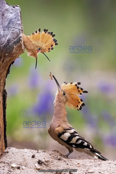 : Hoopoe (Upupa epops) Old bird feeding the young : Hoopoe (Upupa epops) Old bird feeding the young