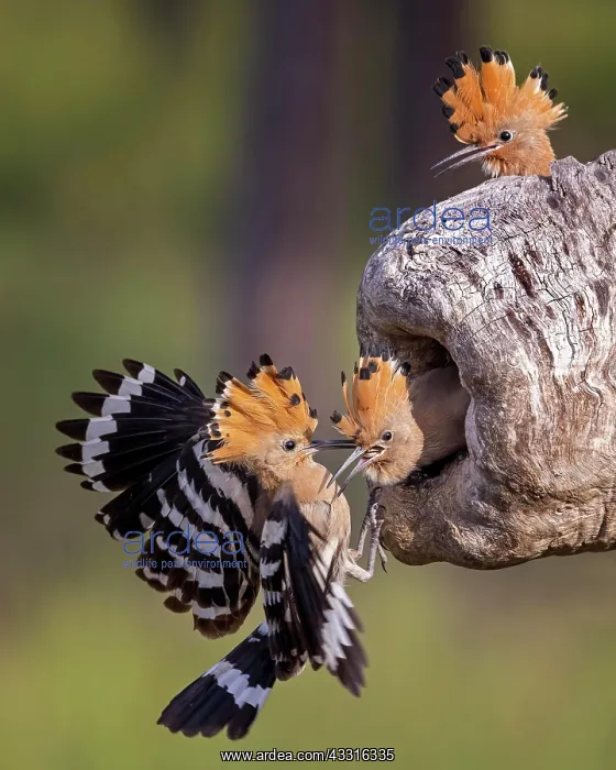 : Hoopoe (Upupa epops) Old bird feeding young birds : Hoopoe (Upupa epops) Old bird feeding young birds