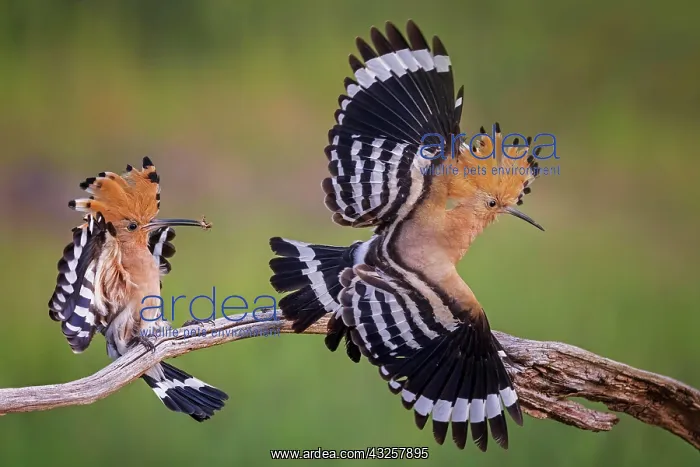  : Hoopoe (Upupa epops) pair encounter, male, female