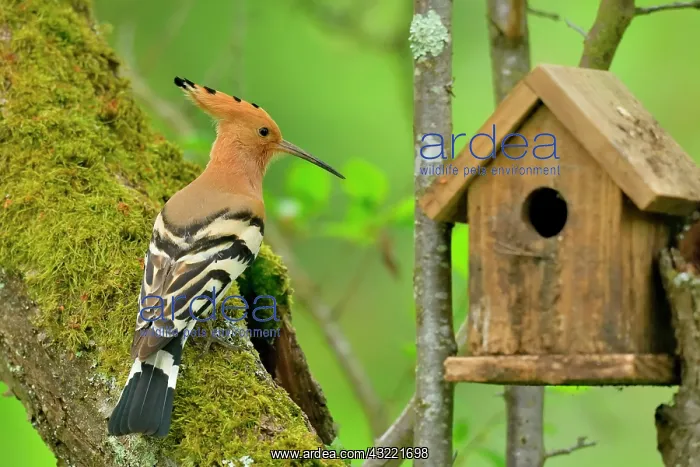 : Hoopoe (Upupa epops) on a Plum Tree and birdhouse : Hoopoe (Upupa epops) on a Plum Tree and birdhouse