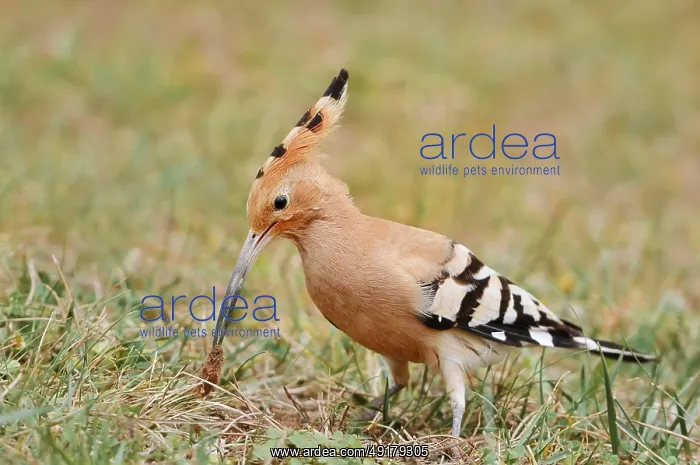 : Hoopoe (Upupa epops) with prey in its beak : Hoopoe (Upupa epops) with prey in its beak