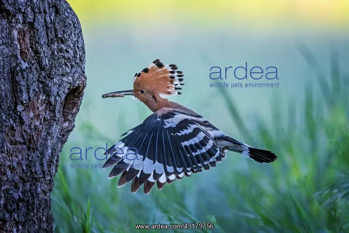 : Hoopoe (Upupa epops) with worm as food, flying to : Hoopoe (Upupa epops) with worm as food, flying to