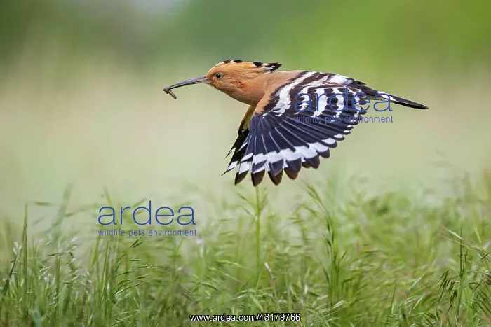 : Hoopoe (Upupa epops) with worm as food, flying to : Hoopoe (Upupa epops) with worm as food, flying to