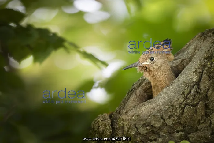 : Hoopoe (Upupa epops) young at nest : Hoopoe (Upupa epops) young at nest