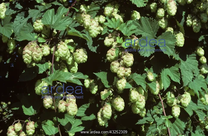 : Hop flowers : Hop flowers