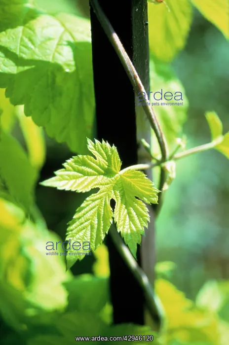 : Hop, Humulus lupulus : Hop, Humulus lupulus