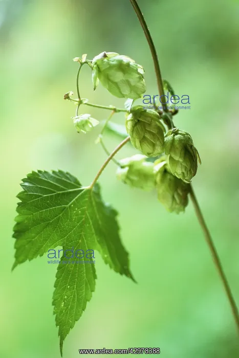 : Hop, Humulus lupulus : Hop, Humulus lupulus