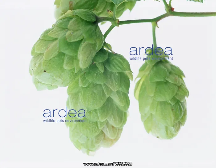 : Hop, Humulus lupulus : Hop, Humulus lupulus