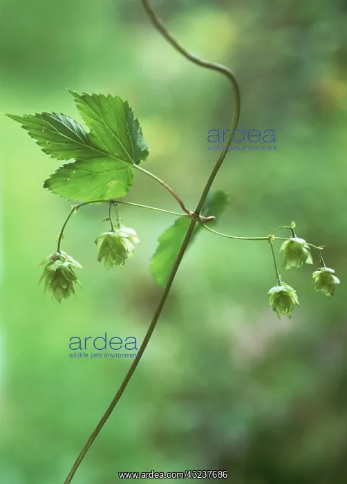 : Hop, Humulus lupulus : Hop, Humulus lupulus
