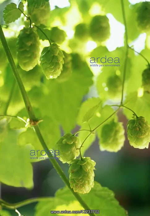 : Hop, Humulus lupulus : Hop, Humulus lupulus