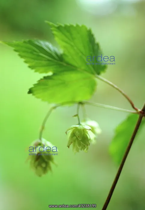 : Hop, Humulus lupulus : Hop, Humulus lupulus