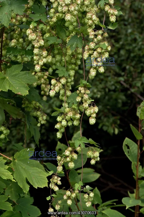 : Hop (Humulus lupulus). Gedser, Denmark in September : Hop (Humulus lupulus). Gedser, Denmark in September
