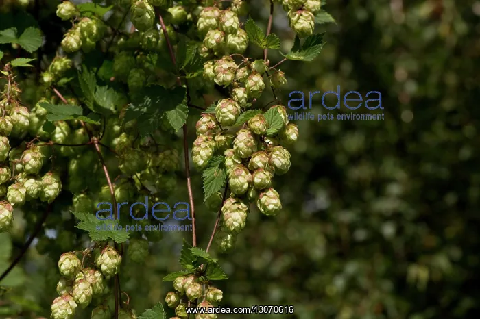  : Hop (Humulus lupulus). Gedser, Denmark in September