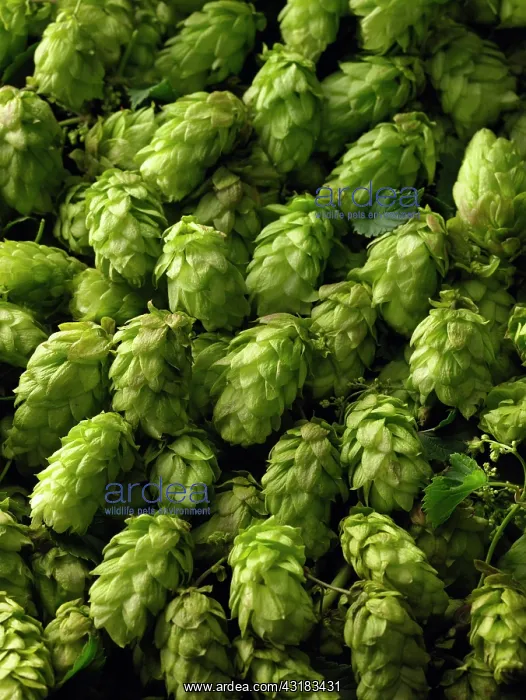 : Hop, Humulus lupulus, A mass of freshley picked : Hop, Humulus lupulus, A mass of freshley picked
